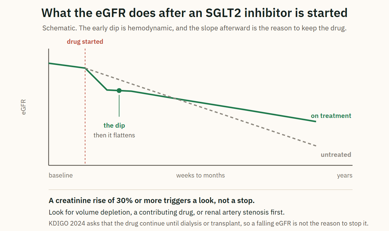 What the creatinine does after an SGLT2 inhibitor is started